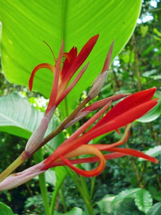 Canna Tuerckheimii | Giant Canna Lily | 5 Seeds - Etsy