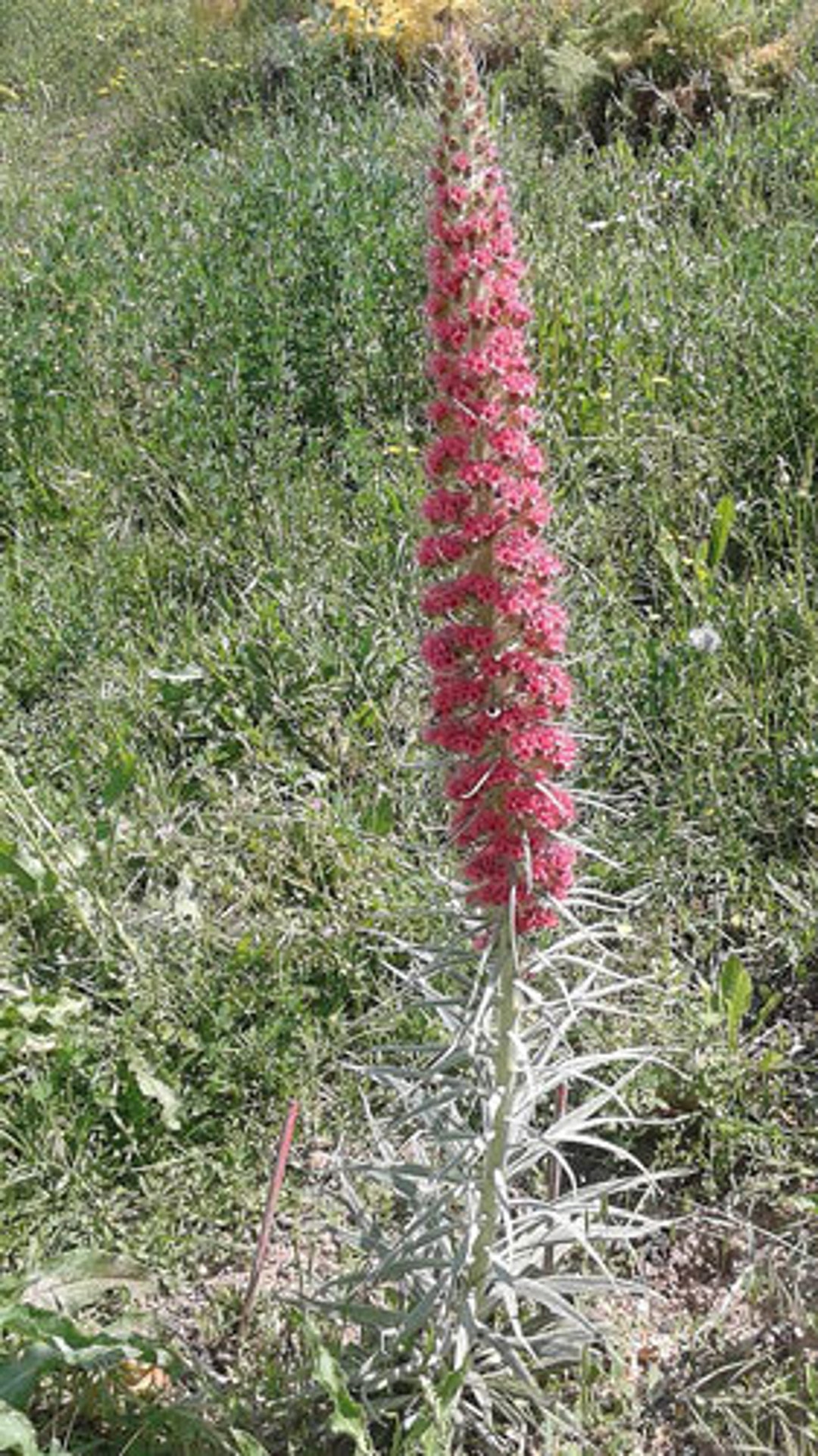 Echium Wildpretii Tower of Jewels Red Bugloss 10 Seeds Etsy