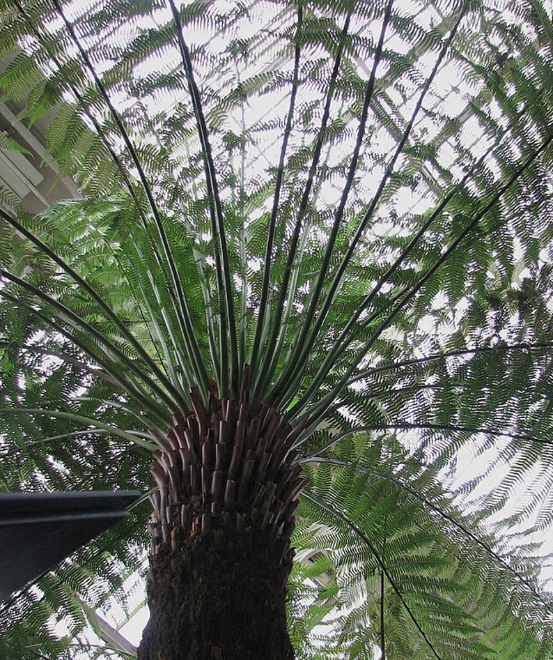 PlantFlowerSeeds Dicksonia antarctica Tree Fern