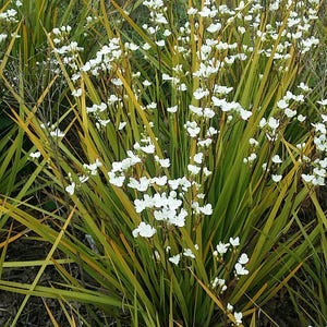 Libertia ixioides | Golden Libertia | Mikoikoi | 50 Seeds