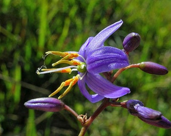 Dianella caerulea | Blue Flax Lily | 10 Seeds