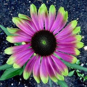 May include: A vibrant pink and green coneflower with a dark brown center. The flower has a large number of petals that are a mix of pink and green.