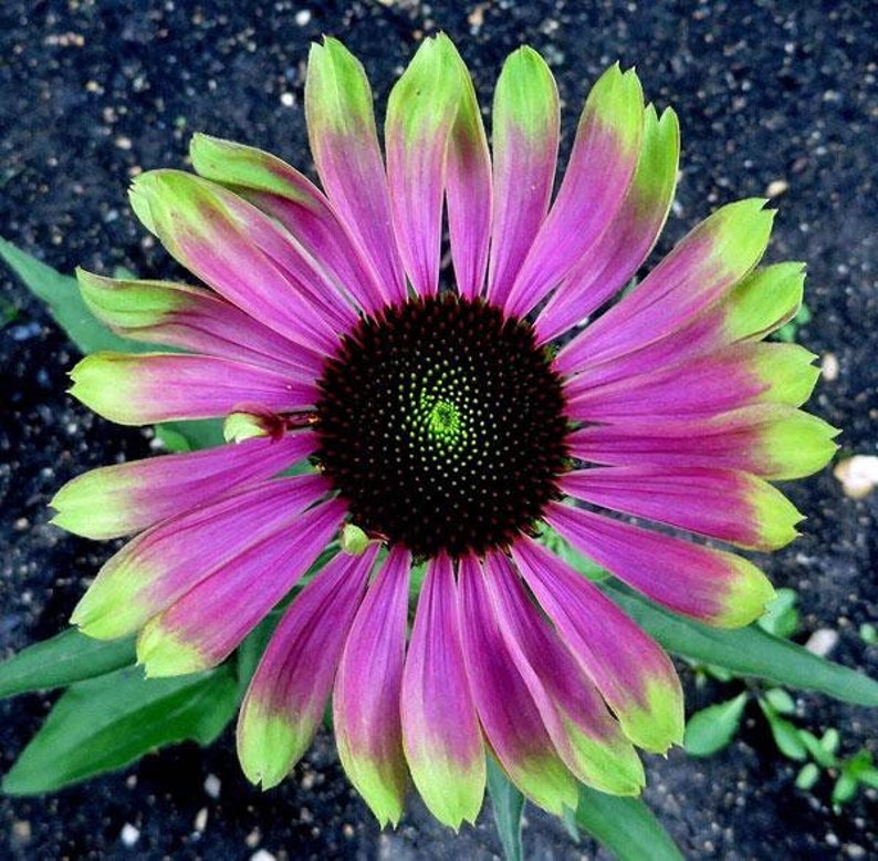 May include: A vibrant pink and green coneflower with a dark brown center. The flower has a large number of petals that are a mix of pink and green.