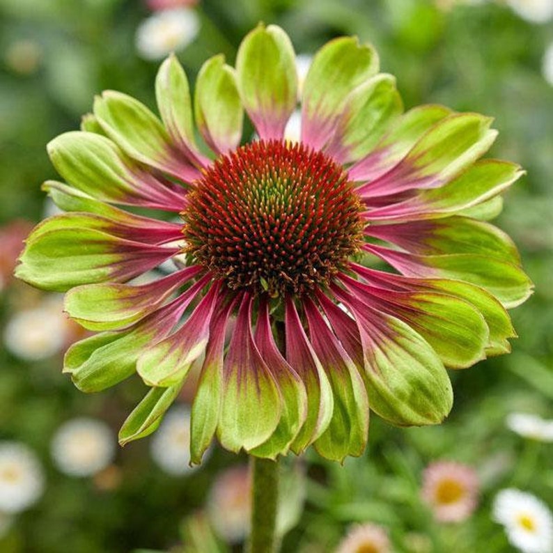 May include: A close-up of a green and pink coneflower with a red center. The flower has a unique color combination and is a beautiful example of nature's diversity.