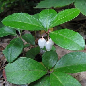 Gaultheria procumbens American Wintergreen Eastern Teaberry 50 Seeds image 6
