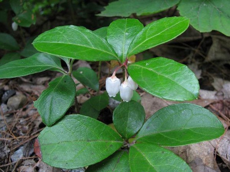 Gaultheria procumbens American Wintergreen Eastern Teaberry 50 Seeds image 6