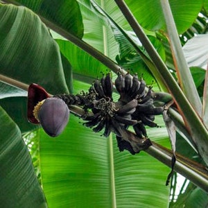 Musa itinerans Burmese Blue | 5 Seeds