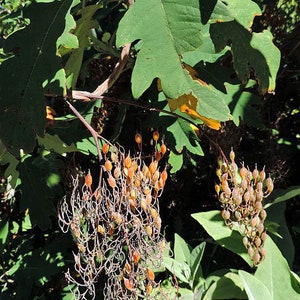 Bocconia arborea | Plume Poppy | 10 Seeds