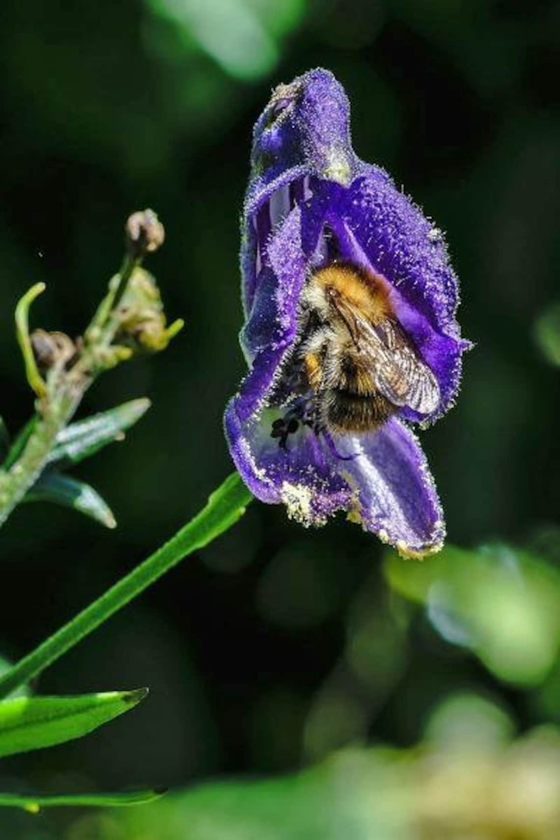 Wolfsbane seeds lopeznest