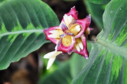 Costus guanaiensis | Spiral Ginger | 5 Seeds