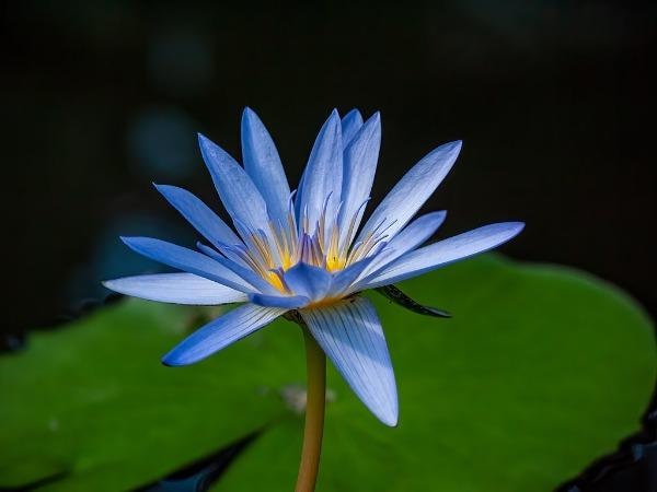 Buy Nymphaea Caerulea Blue Lotus Sacred Blue Lily of the Nile 10 Seeds  Online in India 