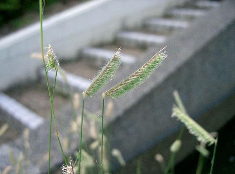 Bouteloua gracilis Blue Grama Eyebrow or Mosquito Grass 100 Seeds image 6