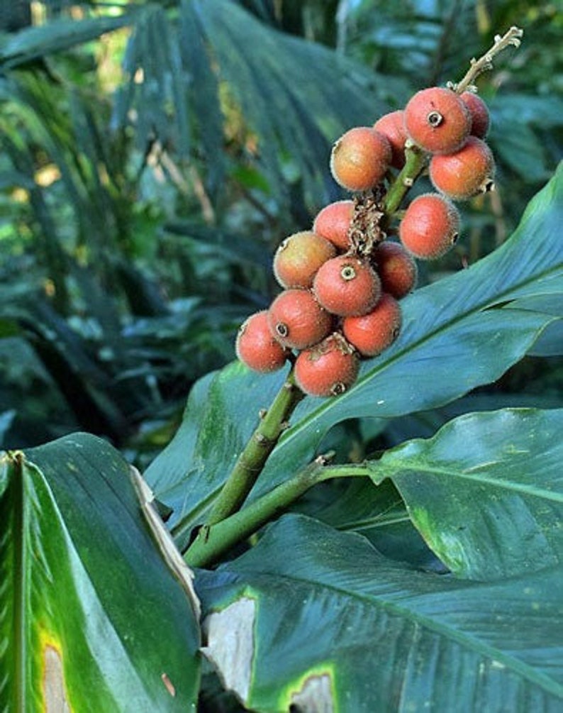 Alpinia malaccensis Ornamental or Malacca Ginger 5 Seeds image 5