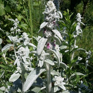 May include: Close-up of a Lamb's Ear plant with soft, silvery-green leaves and fuzzy, upright flower spikes. The flowers have small, purple blooms. The plant is set against a backdrop of green foliage.