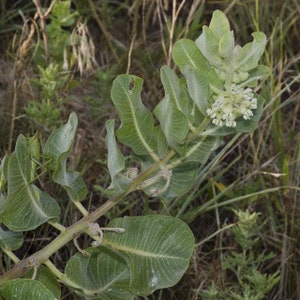 Asclepias arenaria l Western Sand Milkweed l 10 Seeds image 4