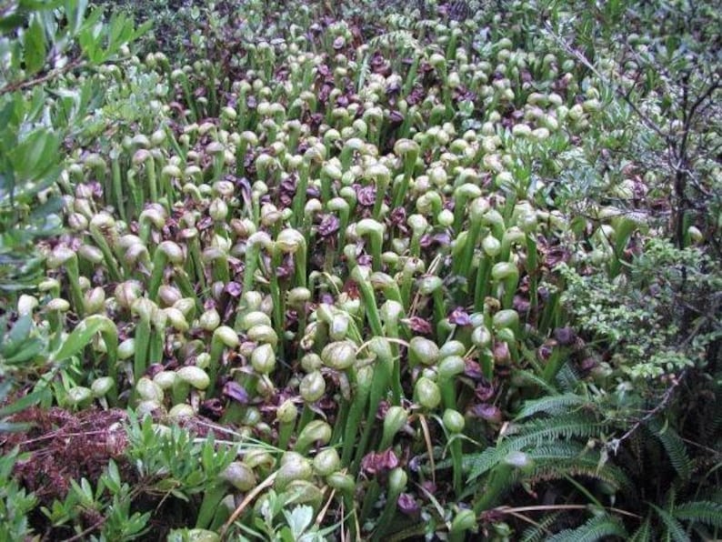 May include: A close-up view of a large patch of green pitcher plants growing in a bog. The plants are in various stages of growth, with some having fully formed pitchers and others still developing.