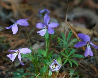 Viola pedata | Birds or Crow Foot Violet | Mountain Pansy | 5 Seeds