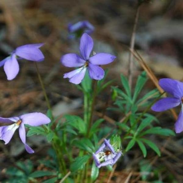 Viola pedata | Birds or Crow Foot Violet | Mountain Pansy | 5 Seeds