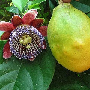 Passiflora alata | Winged-Stem Passion Flower | 5 Seeds