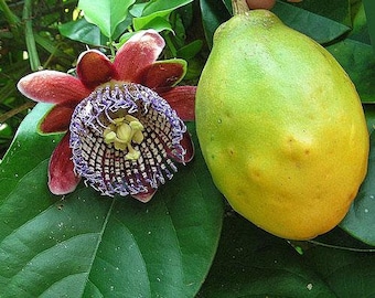 Passiflora alata | Winged-Stem Passion Flower | 5 Seeds