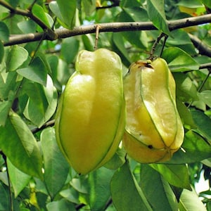 Averrhoa carambola | Star Fruit | Carambola | Five-Corner | 5 Seeds