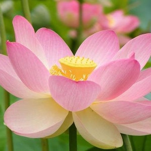 Nelumbo nucifera | Egyptian Bean | Sacred Lotus |  5 Seeds