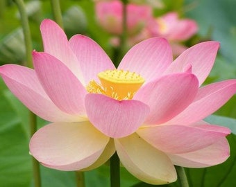 Nelumbo nucifera | Egyptian Bean | Sacred Lotus |  5 Seeds