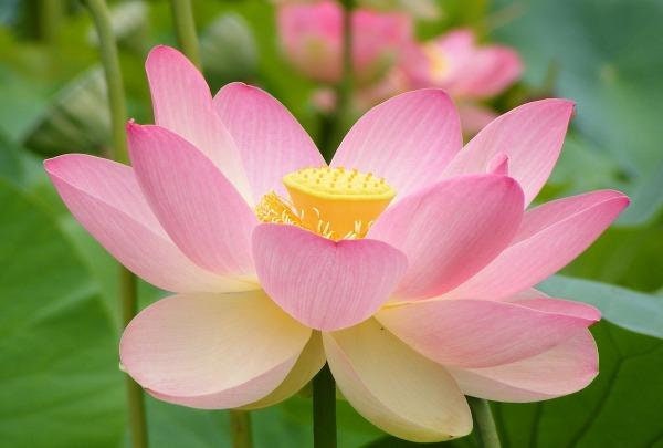 Nelumbo nucifera | Egyptian Bean | Sacred Lotus | 5 Seeds