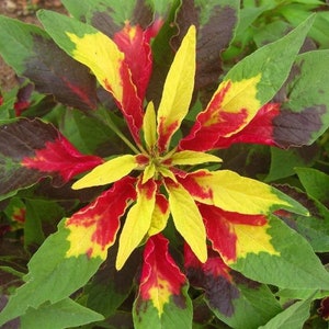 Amaranthus tricolor | Edible Amaranth | Tampala | Josephs Coat | 100 Seeds