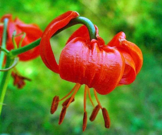 Georgiavines Lilium Tenuifolium Perennial Seeds – 10 Count