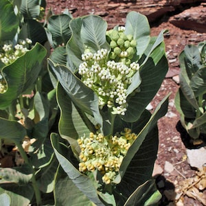 Asclepias latifolia | Broadleaf Milkweed | 10 Seeds
