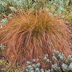 Carex testacea | Prairie Fire | 10 Seeds