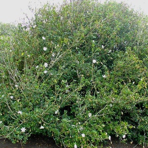 Gardenia thunbergia Thunbergs or White Gardenia 5 Seeds image 7