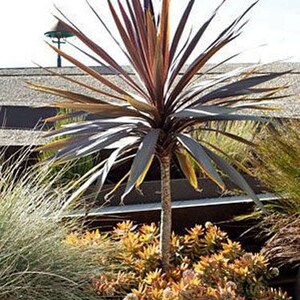 Cordyline australis Purpurea Red Cabbage Tree 10 Seeds image 4