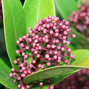 Skimmia japonica | Japanese Skimmia | 5 Seeds