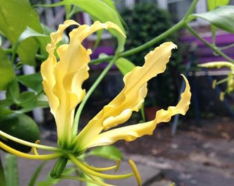 Gloriosa superba lutea | Flame or Climbing Lily | 10 Seeds