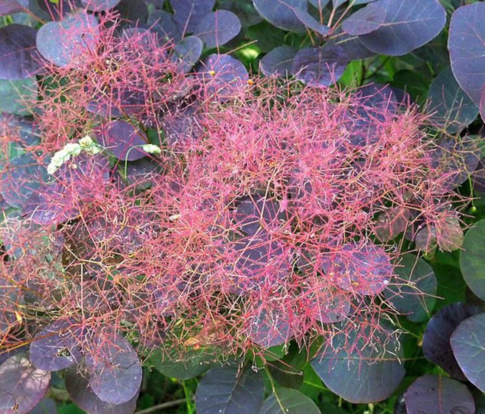 Cotinus Coggygria | Smoke Bush | 10 Seeds - Etsy