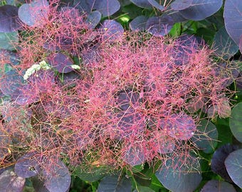 Smoke Tree (cotinus Coggygria) Seeds