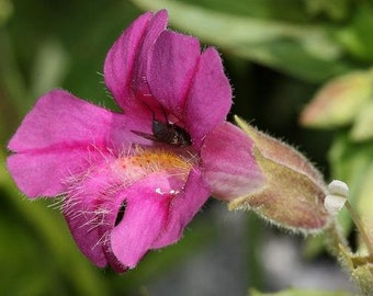 Erythranthe lewisii | Lewis Monkeyflower | Pink Monkey Flower | 50 Seeds