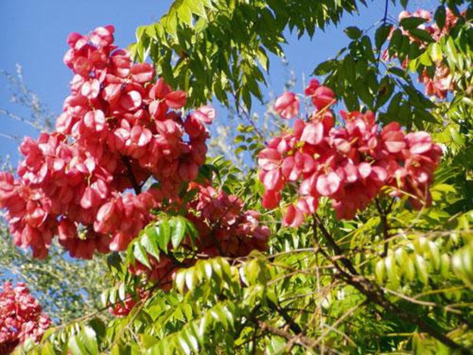 Koelreuteria Paniculata Golden Rain Tree Pride of India Etsy