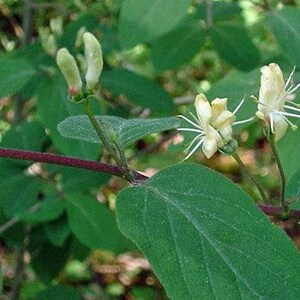 Lonicera xylosteum Dwarf or Fly Honeysuckle 25 Seeds image 5