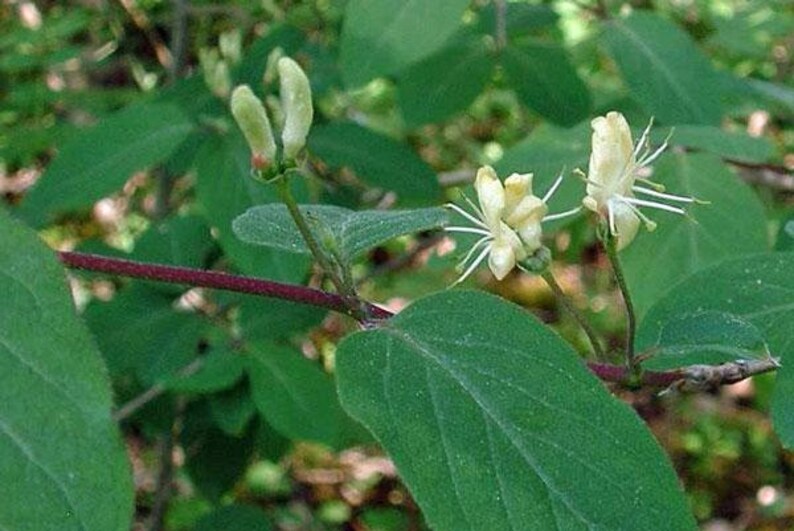 Lonicera xylosteum Dwarf or Fly Honeysuckle 25 Seeds image 5