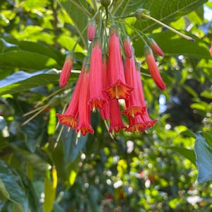Fuchsia andrei | Andre&#39;s Fuchsia | 10 Seeds