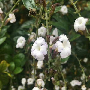Duranta erecta Alba | White Skyflower | 30 Seeds