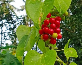 Tinospora cordifolia | Heart-leaved Moonseed | Guduchi | 10 Seeds