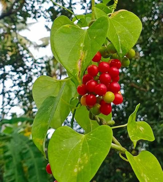 Picture of Heart-leaved moonseed