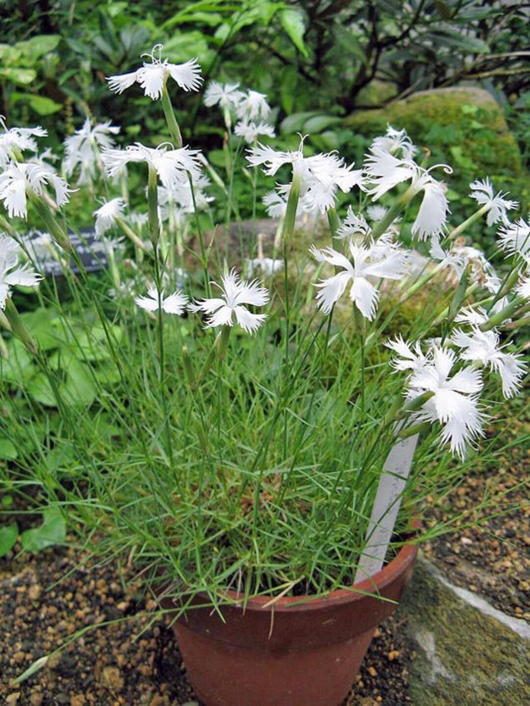 Dianthus Strictus Var. Bebius | 20 Seeds - Etsy