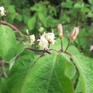 Lonicera xylosteum Dwarf or Fly Honeysuckle 25 Seeds image 2