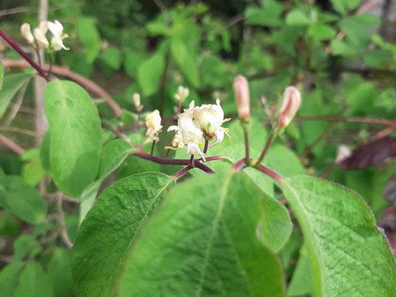 Lonicera xylosteum Dwarf or Fly Honeysuckle 25 Seeds image 2