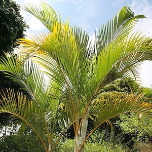 Dypsis lutescens | Areca Palm | 5 Seeds